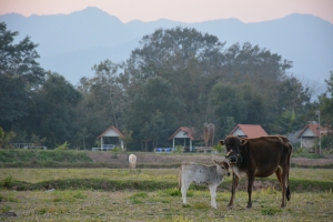 FAO supports Lao farmers to boost cattle trade to China
